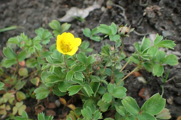 Bajradanti benefits