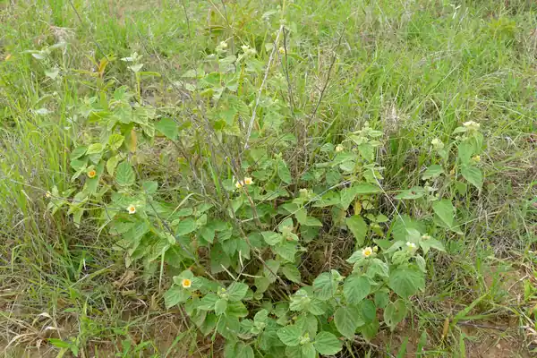 Balaa benefits