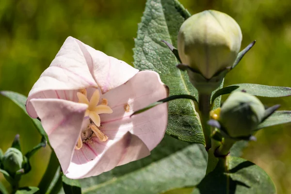 Balloon Flower benefits