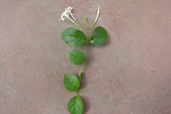 Bana-mallikaa benefits