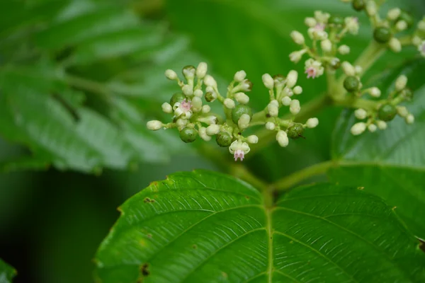 Banachelt benefits