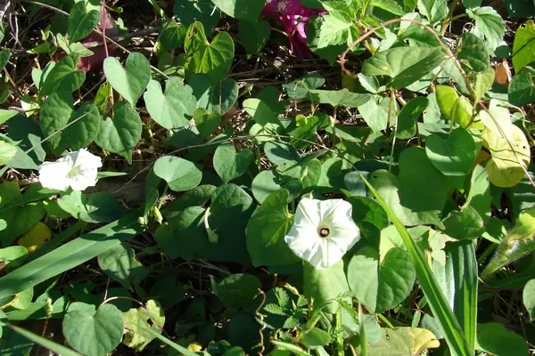 Banakalami benefits