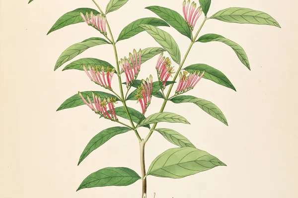 Bandaaka benefits
