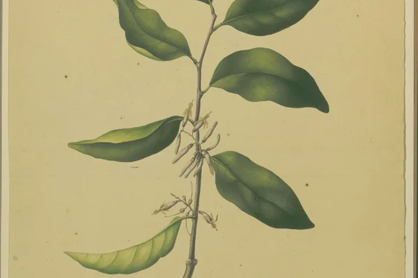 Bandaaka (Loranthus) benefits