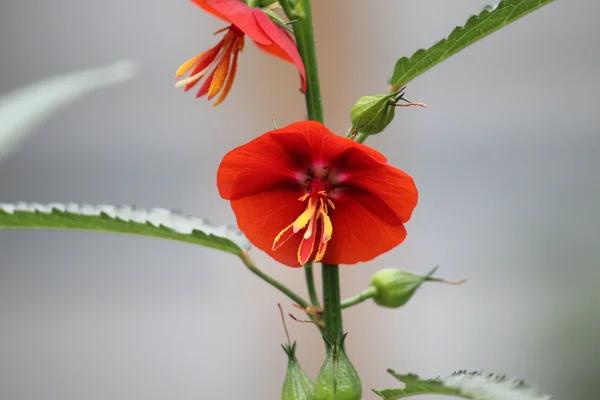 Bandhujiva benefits