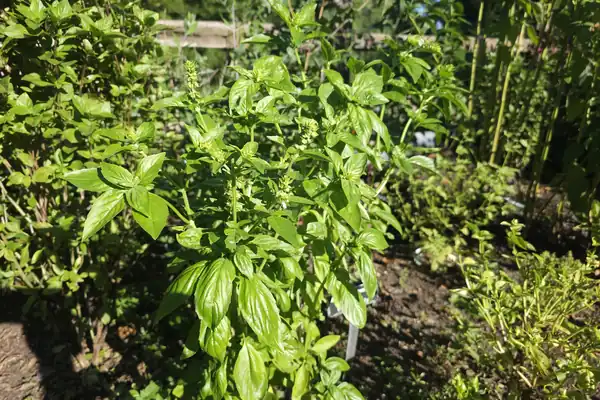 Barbari benefits