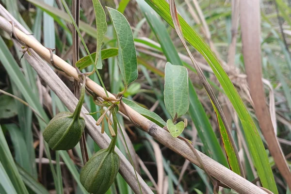Bhaandira benefits