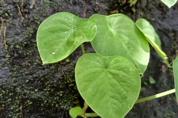 Bhallaataka benefits