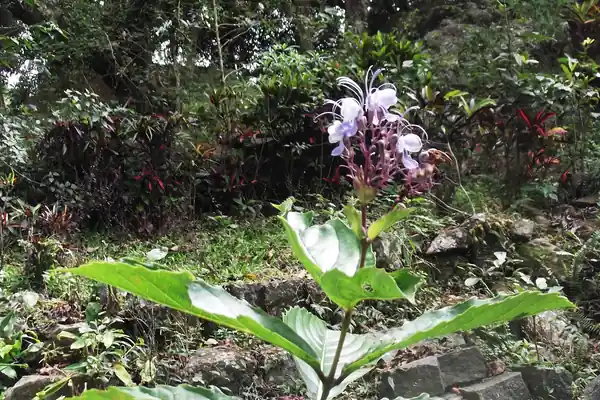 Bharangi benefits