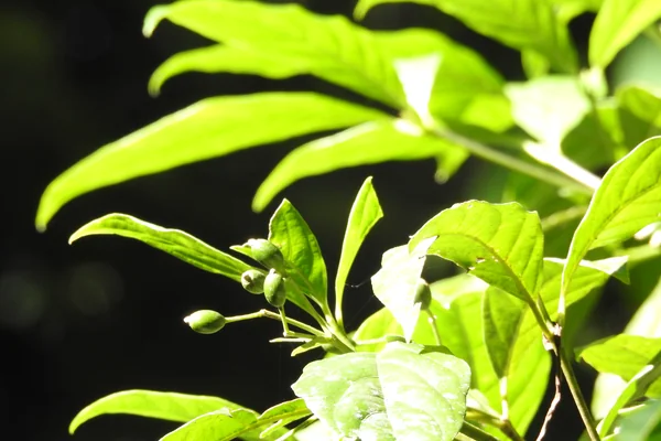 Bhedeli benefits