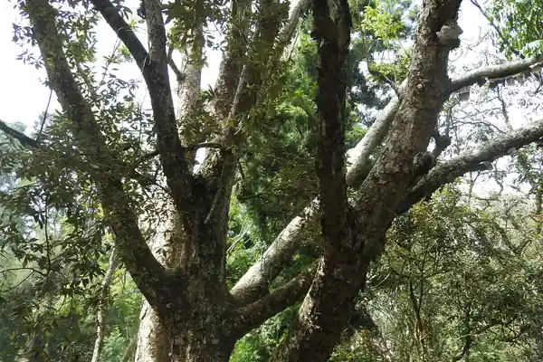 Bhojapatra benefits