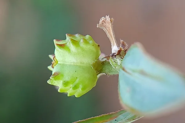 Bhui-erendi benefits