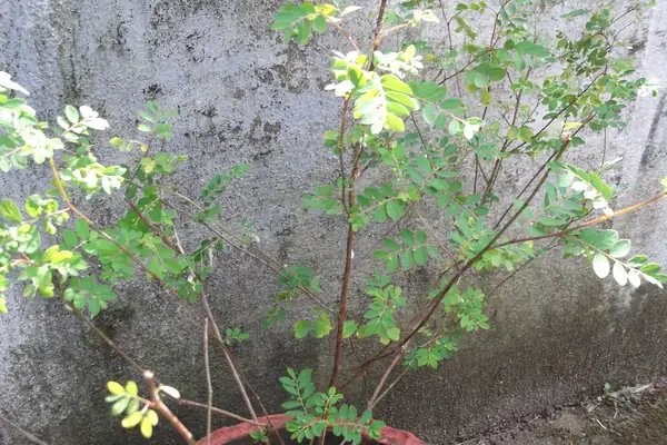 Bhuumyaamalaki benefits