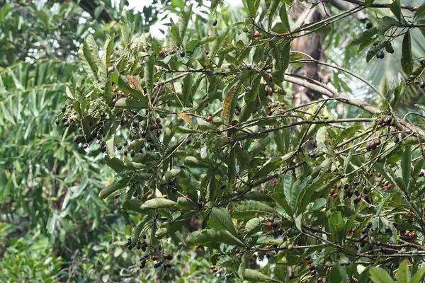 Bibhitaka benefits