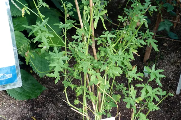 Bimlipatam Jute benefits