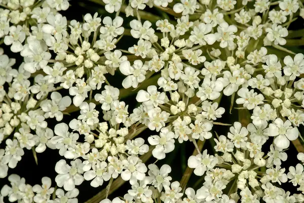 Biship’s Weed-Amee benefits