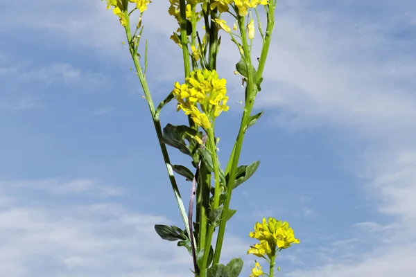 Bitter Cress benefits