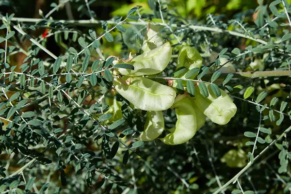 Bladdersenna benefits