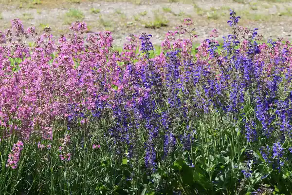 Blood-veined Sage benefits