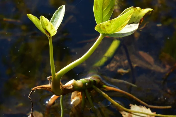 Bogbean benefits