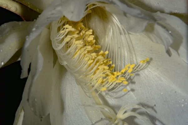 Brahma-kamal benefits