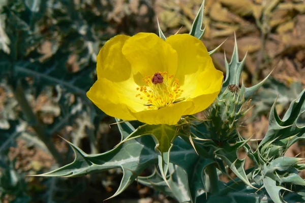 Brahmadandi benefits