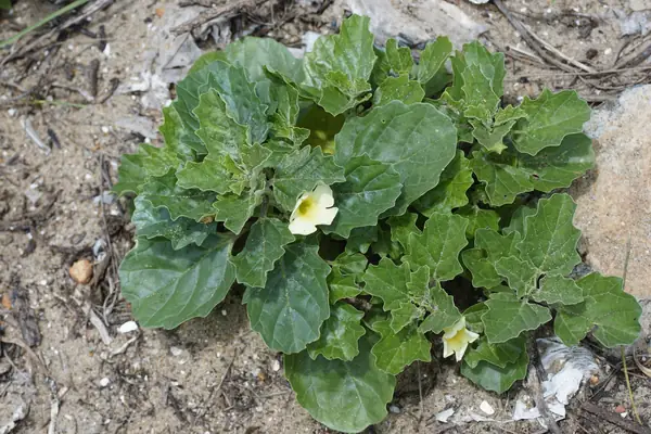 Brihatgokshura benefits