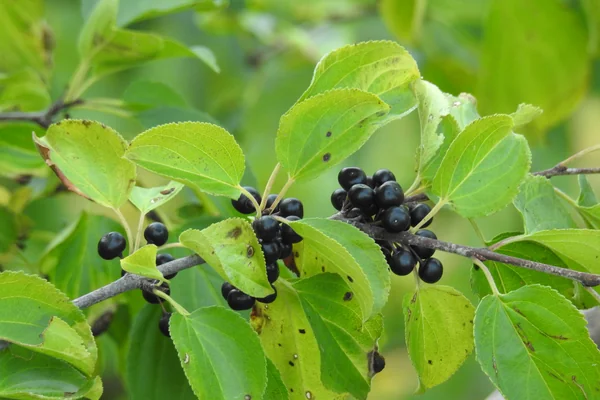 Buckthorn benefits