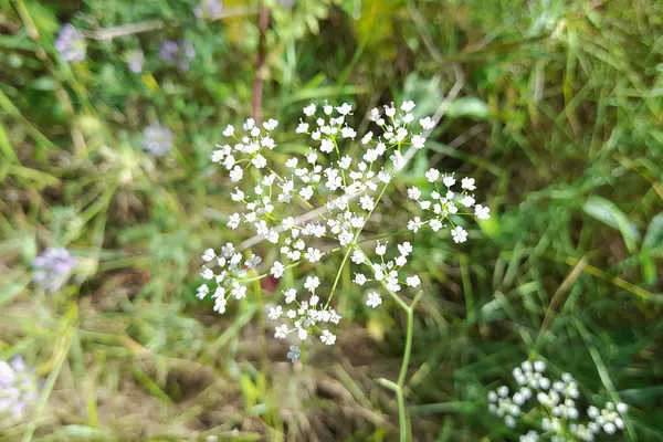 Burnet Saxifrage benefits