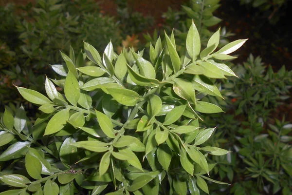 Butcher’s Broom benefits