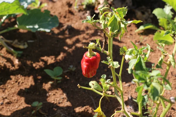 C Raktamaricha benefits