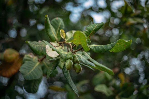 Cashew Nut benefits