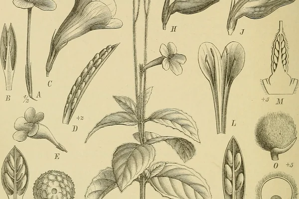 Chaarapaatu benefits