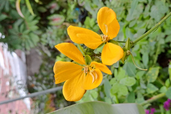 Chakramarda benefits