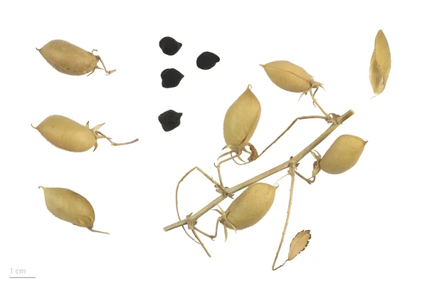 Chanaka benefits