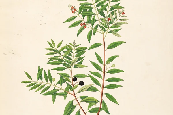 Chandana benefits