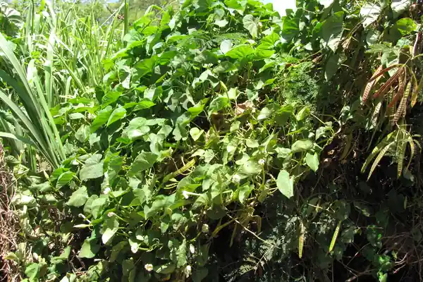 Chandrakaanti benefits