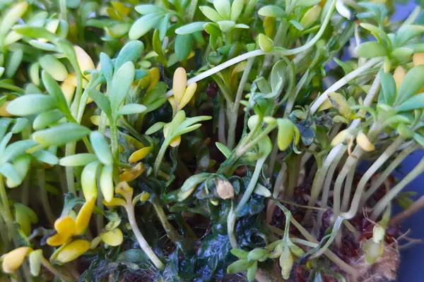 Chandrashura benefits