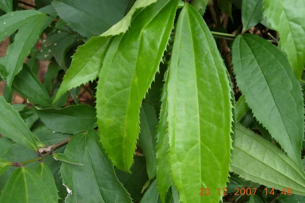 Chathuravalli benefits