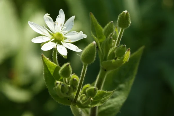 Chickweed benefits