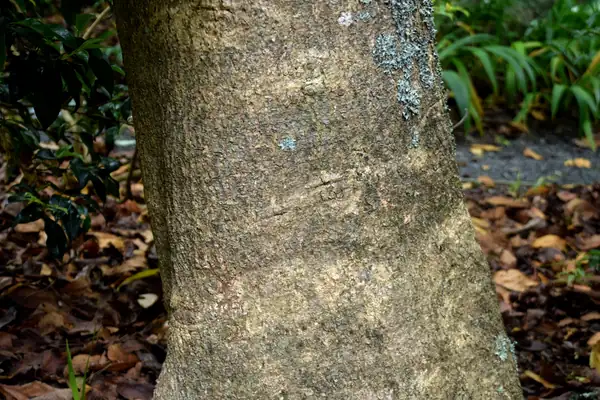 Chilauni Needle Wood benefits