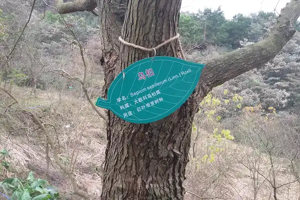Chinese Tallow tree benefits