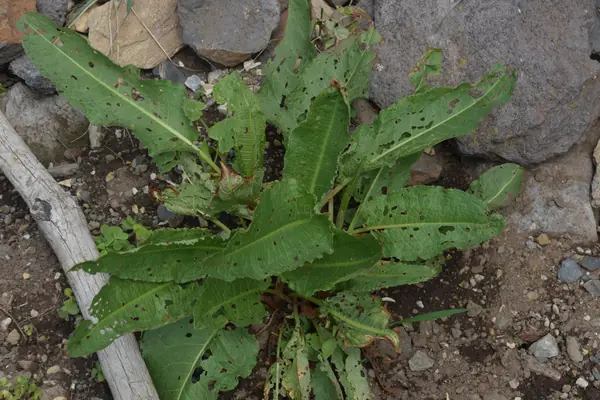 Chukra benefits
