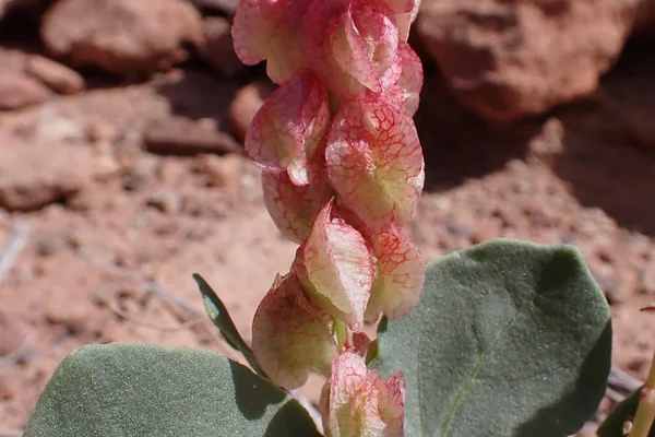 Chukra benefits