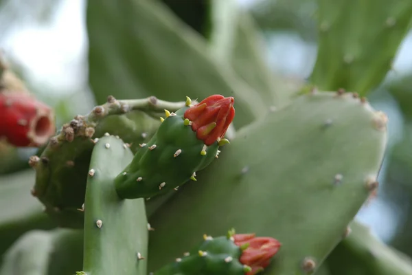 Cochineal Cactus benefits