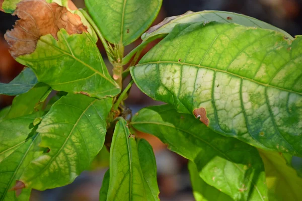 Cocoa benefits