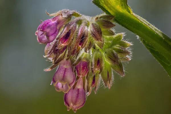 Comfrey benefits