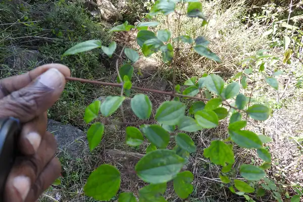 Commercially known as Muurvaa benefits