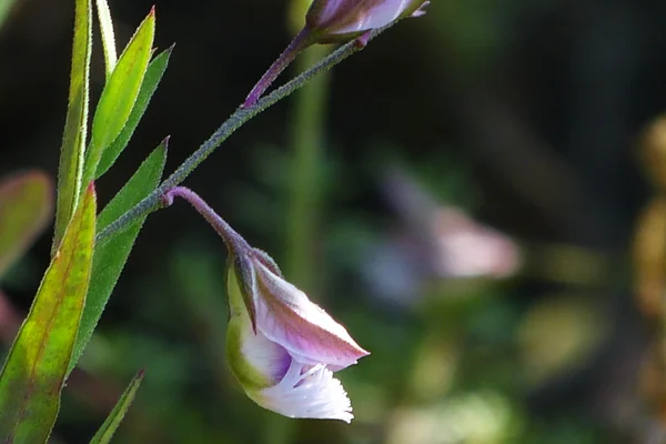 Common Milkwort benefits