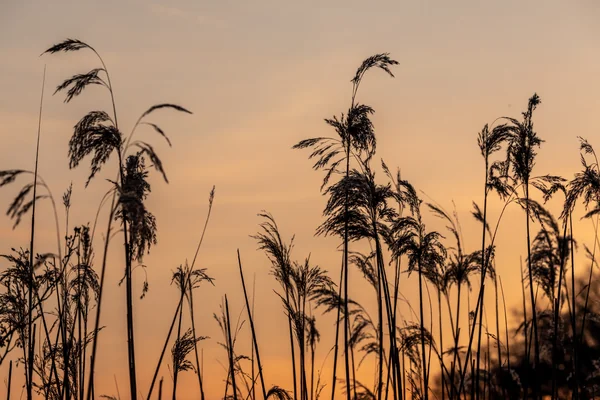 Common Reed benefits